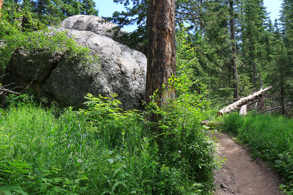 Large boulder and pines - Harney Peak