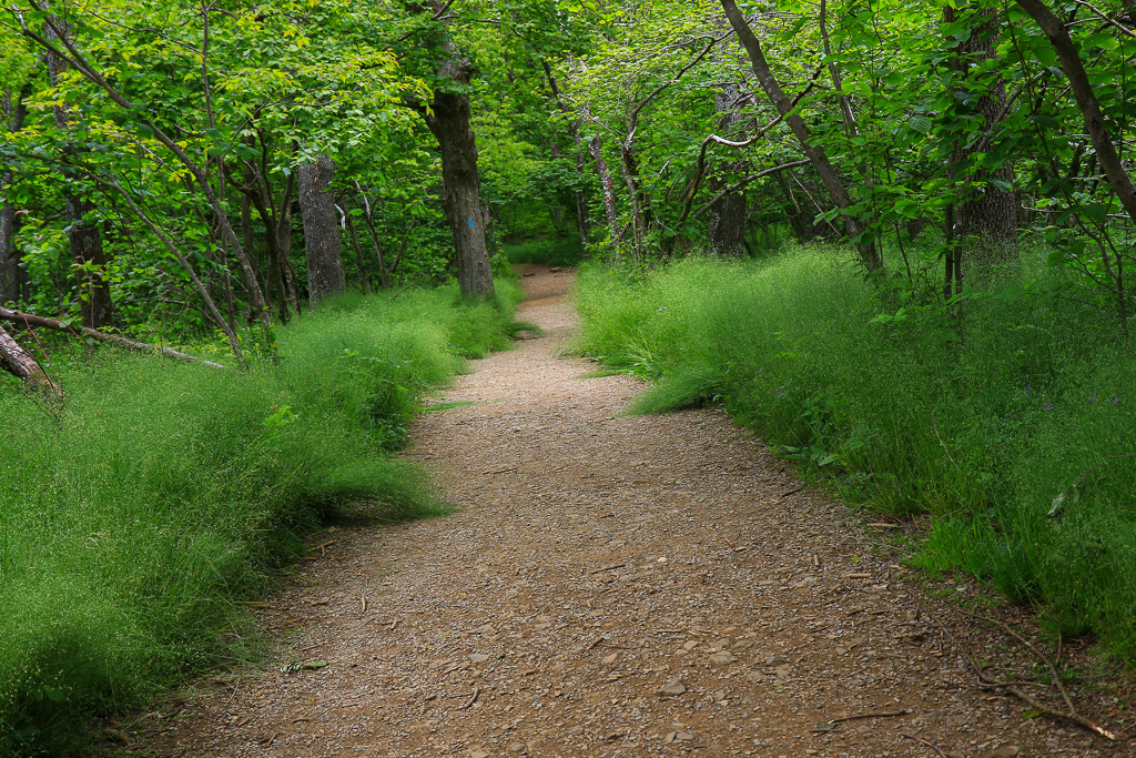 Wide path - Upper Hawksbill Trail