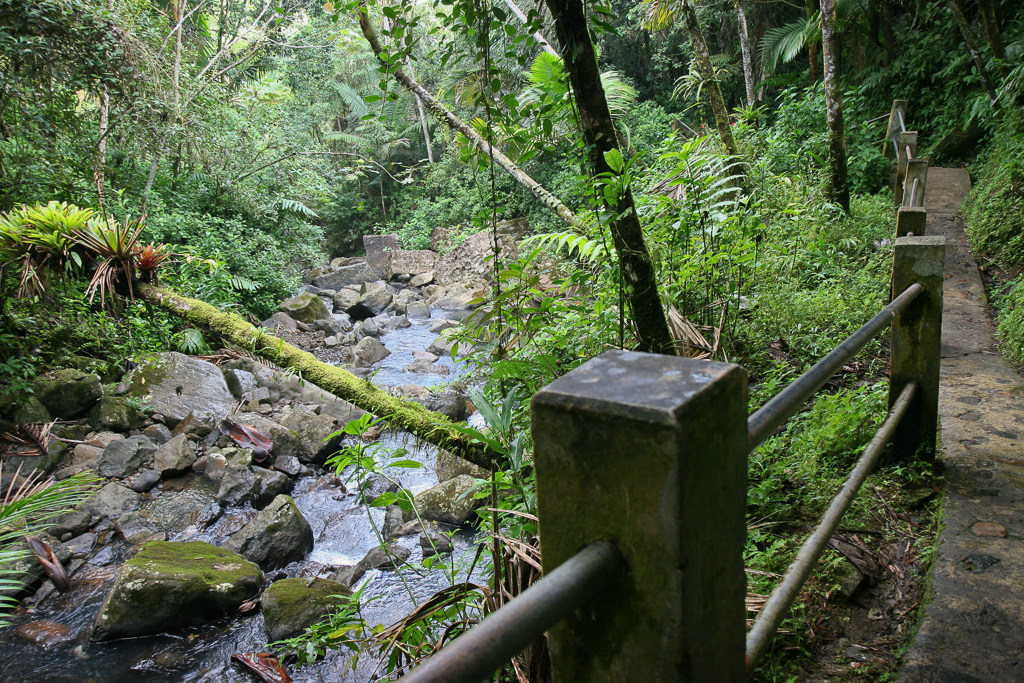Streamside - La Mina Falls Trail