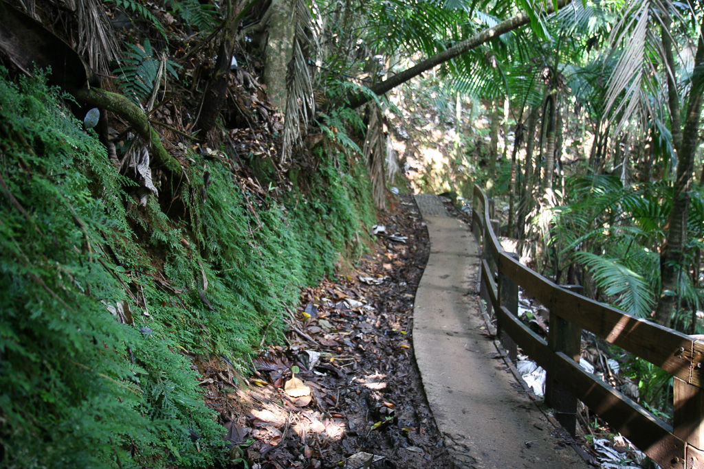 Winding path - La Mina Falls Trail
