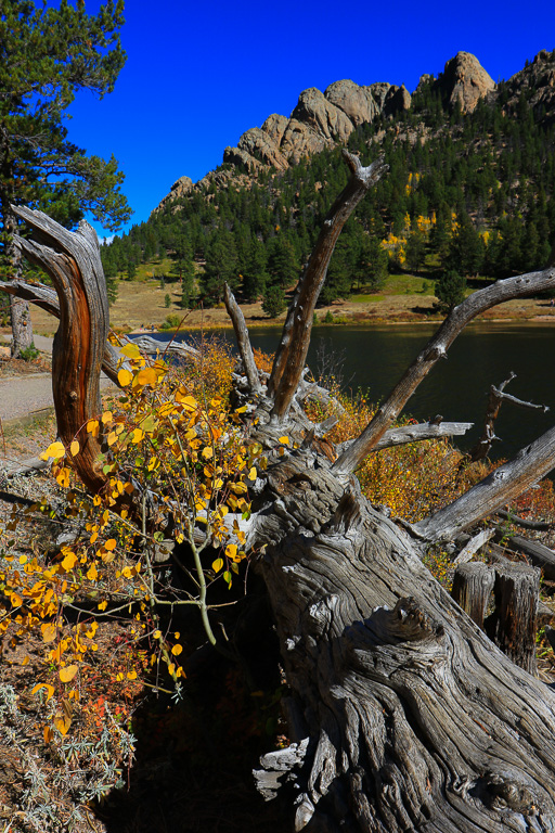 Downed tree - Lily Lake