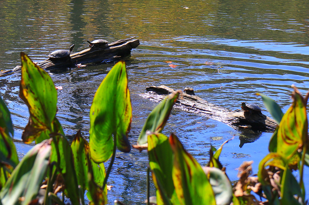 Basking turtles at Sunset Pond - North Chagrin Loop