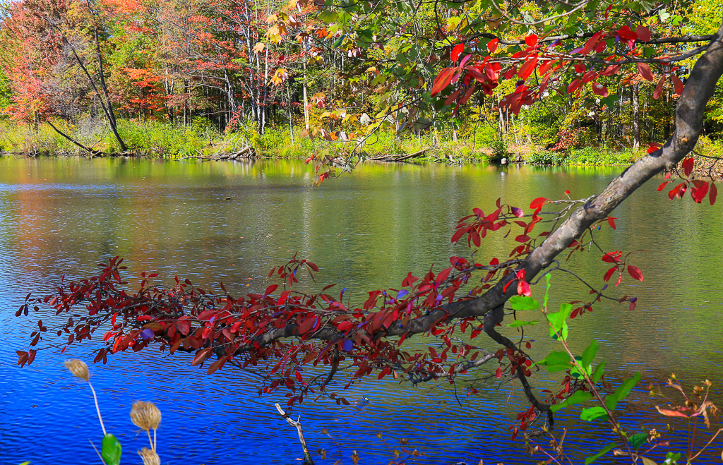 Fall leaves and Sunset Pond - North Chagrin Loop