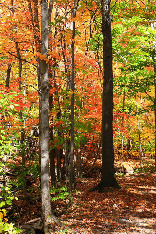 Fall color along the Buttermilk Falls Loop Trail - North Chagrin Loop