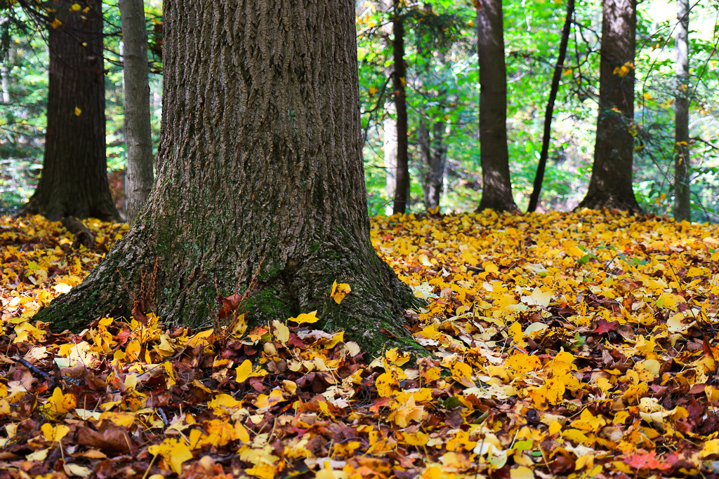 Fallen leaves - North Chagrin Loop