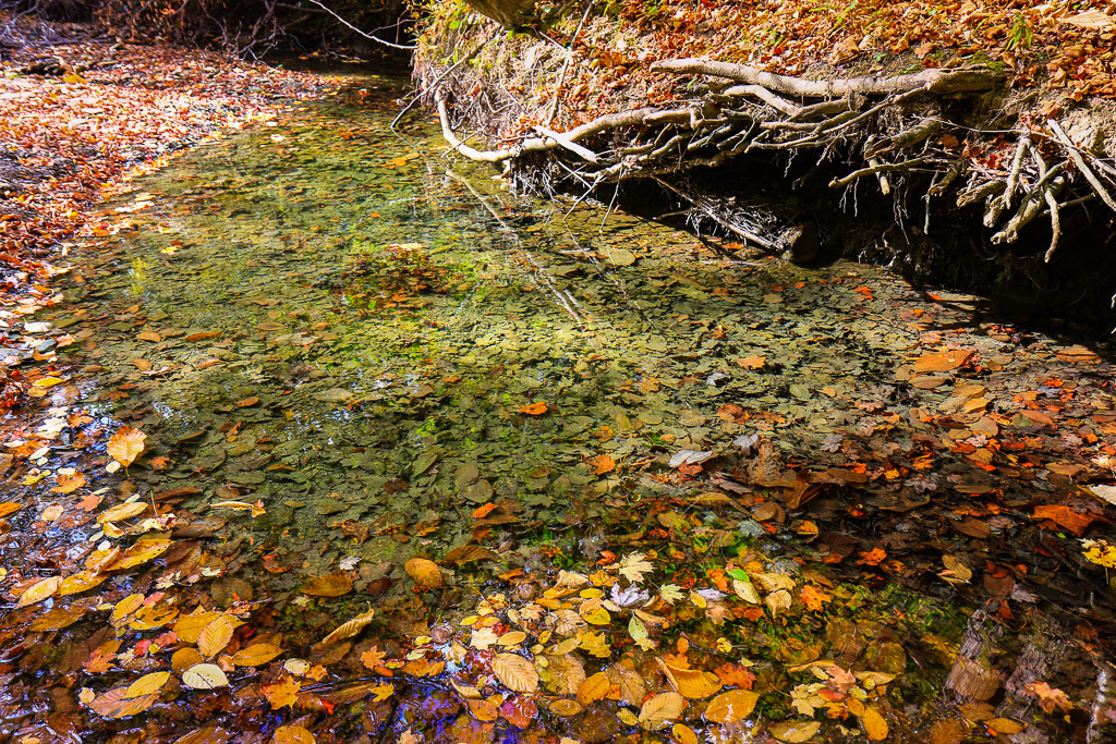 Creek bed of leaves - North Chagrin Loop