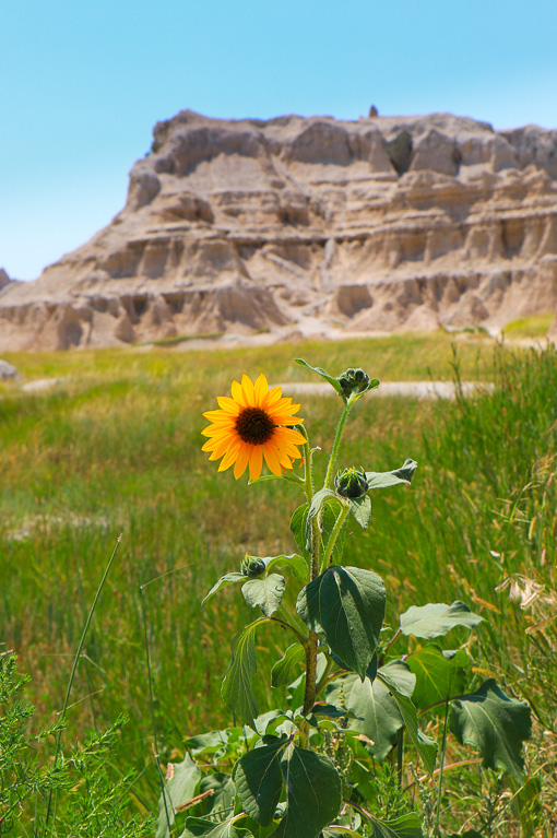 Sunflower - Notch Trail