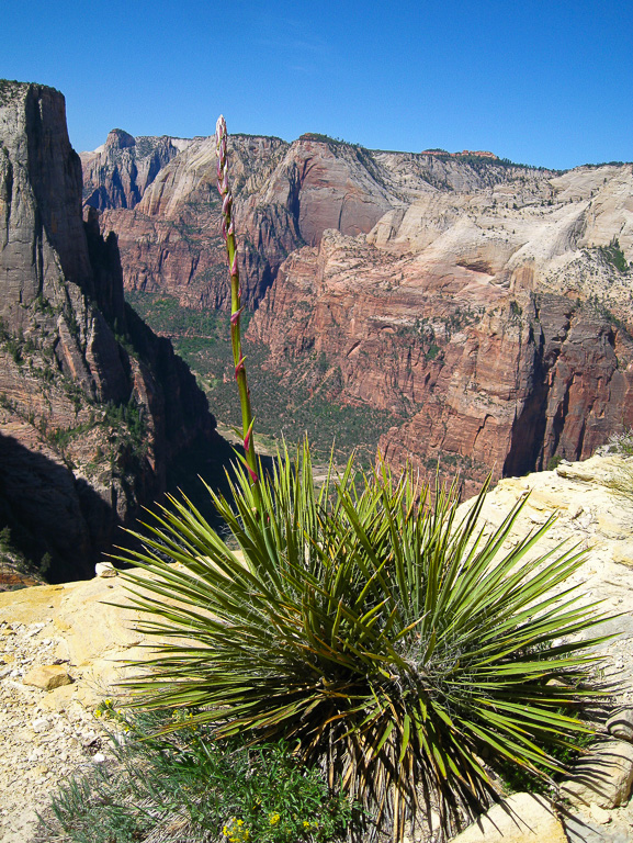 Yucca stalk - Observation Point
