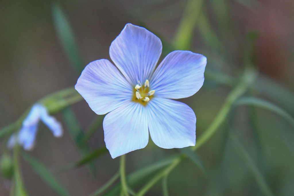 Wild Blue Flax - Observation Point