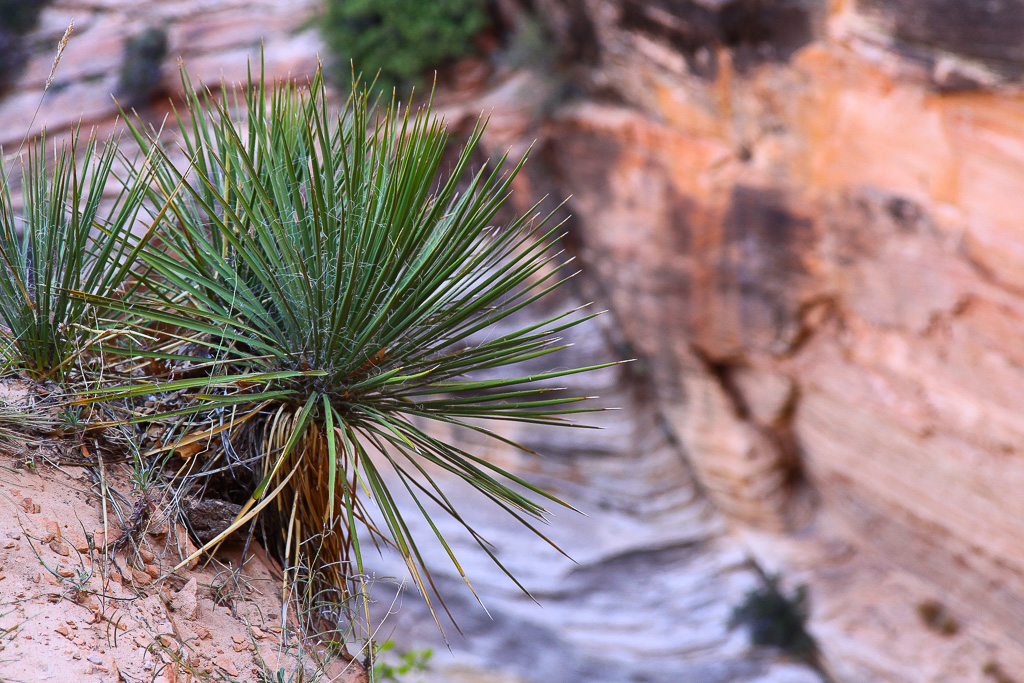 Yucca on the edge of Echo Canyon - Observation Point