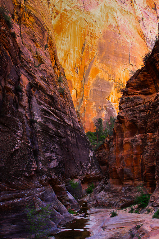 Golden walls of Echo Canyon - Observation Point. Zion National Park, Utah
