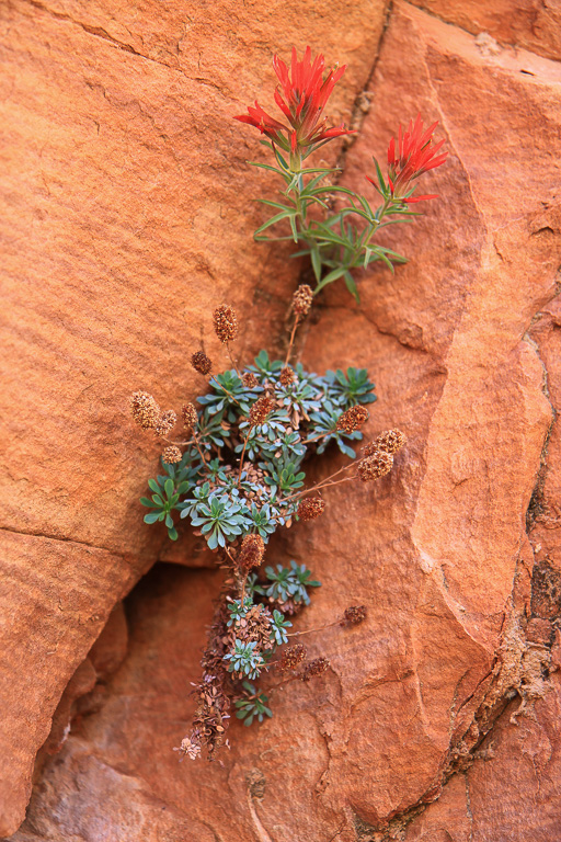Indian paintbrush and club moss in a cliff crevice - Observation Point