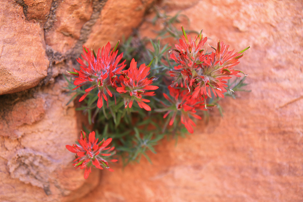 Indian paintbrush in a cliff crevice - Observation Point