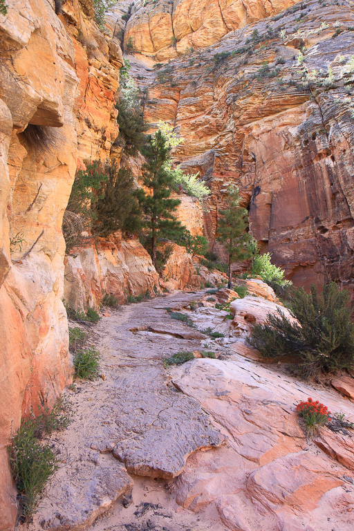 Beautiful section of the trail climbing out of Echo Canyon - Observation Point
