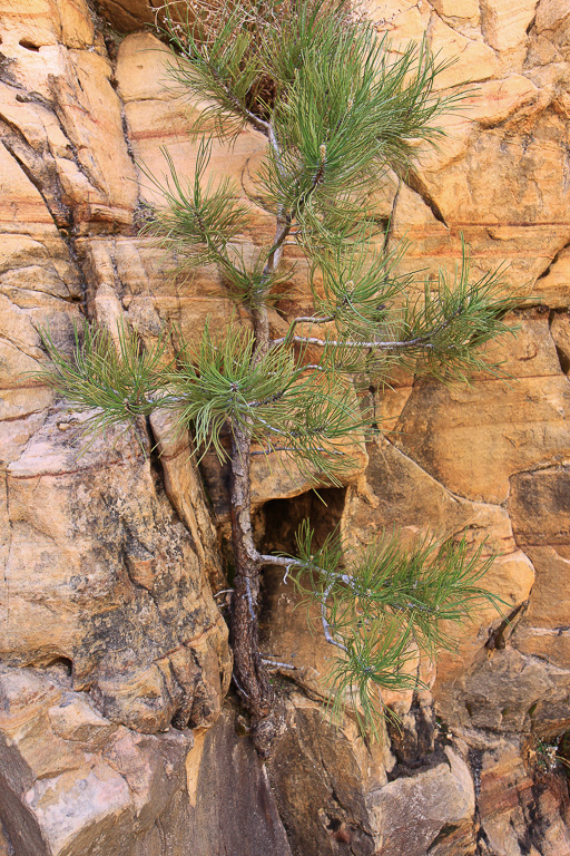 Pine tree growing on the cliff wall - Observation Point