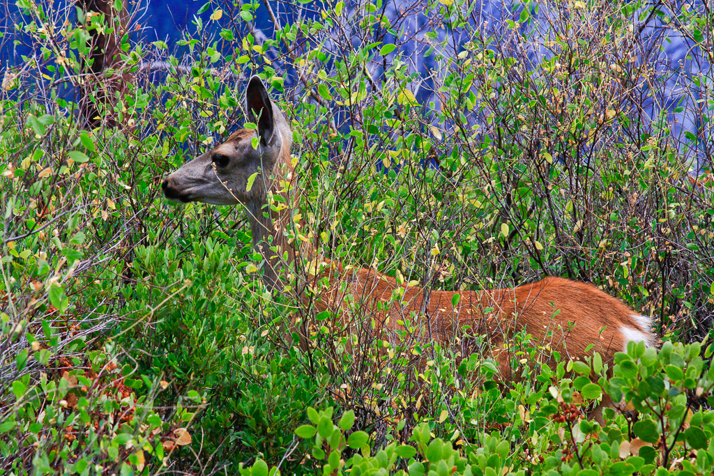 Deer - Panorama Trail 2013