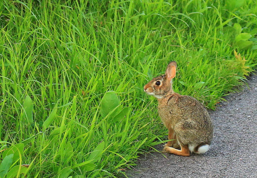 Cottontail rabbit - Circle Trail