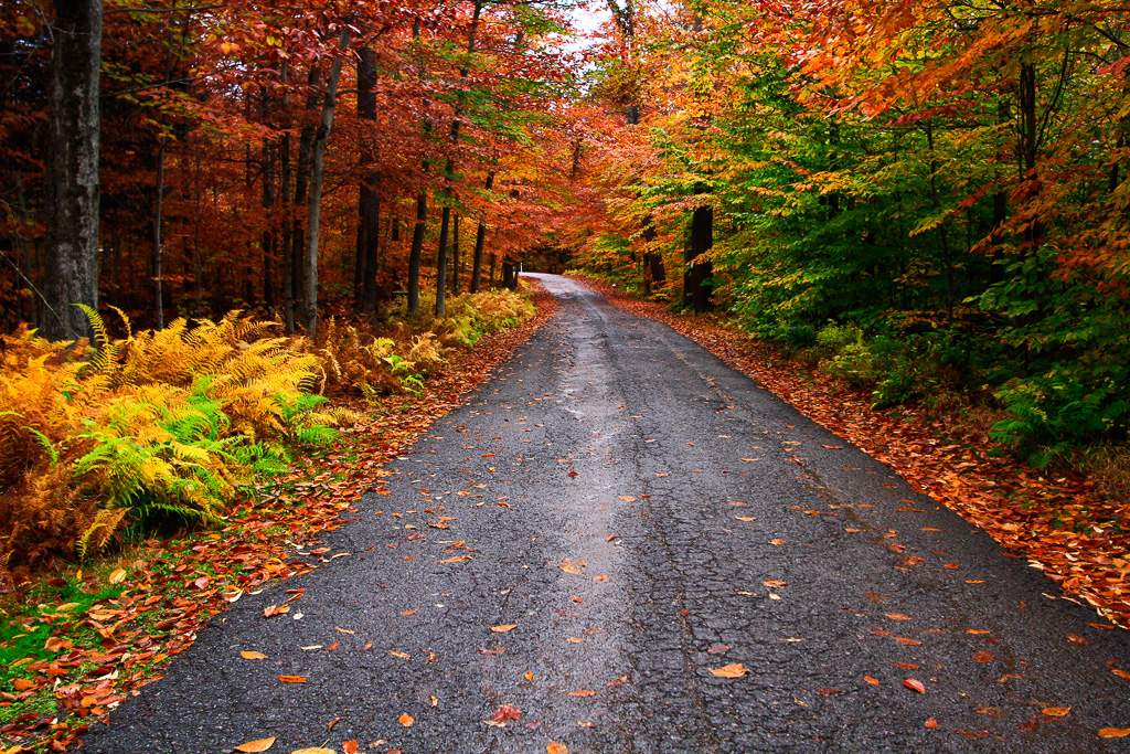 Autumn at its best - Ricketts Glen State Park