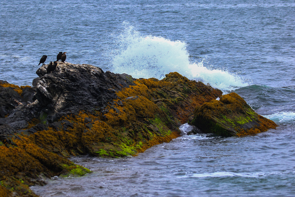 Cormorants and crashing wave - Ocean View Loop