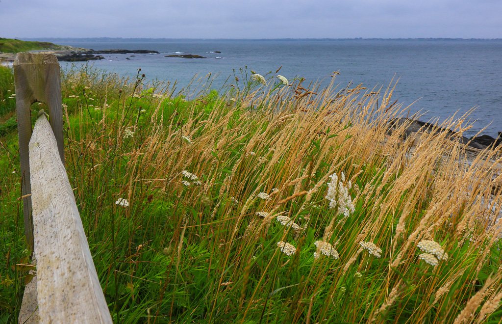Wildflowers and grasses - Ocean View Loop