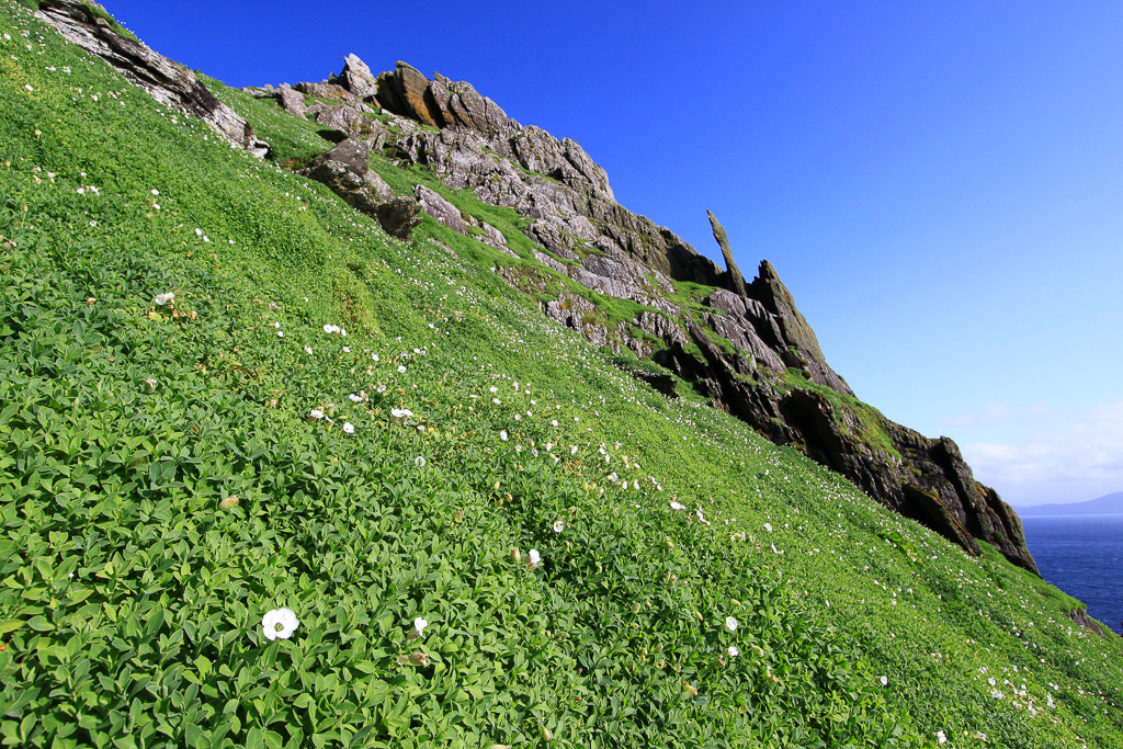 Green and more green - Skellig Michael