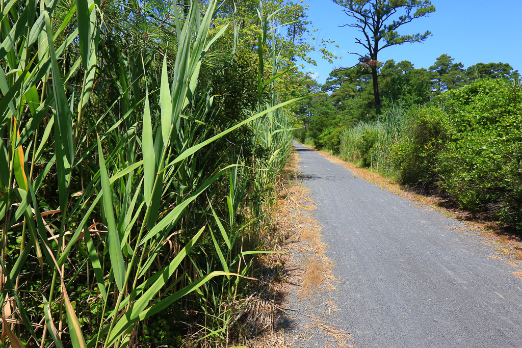 Tall grasses - Walking Dunes Trail