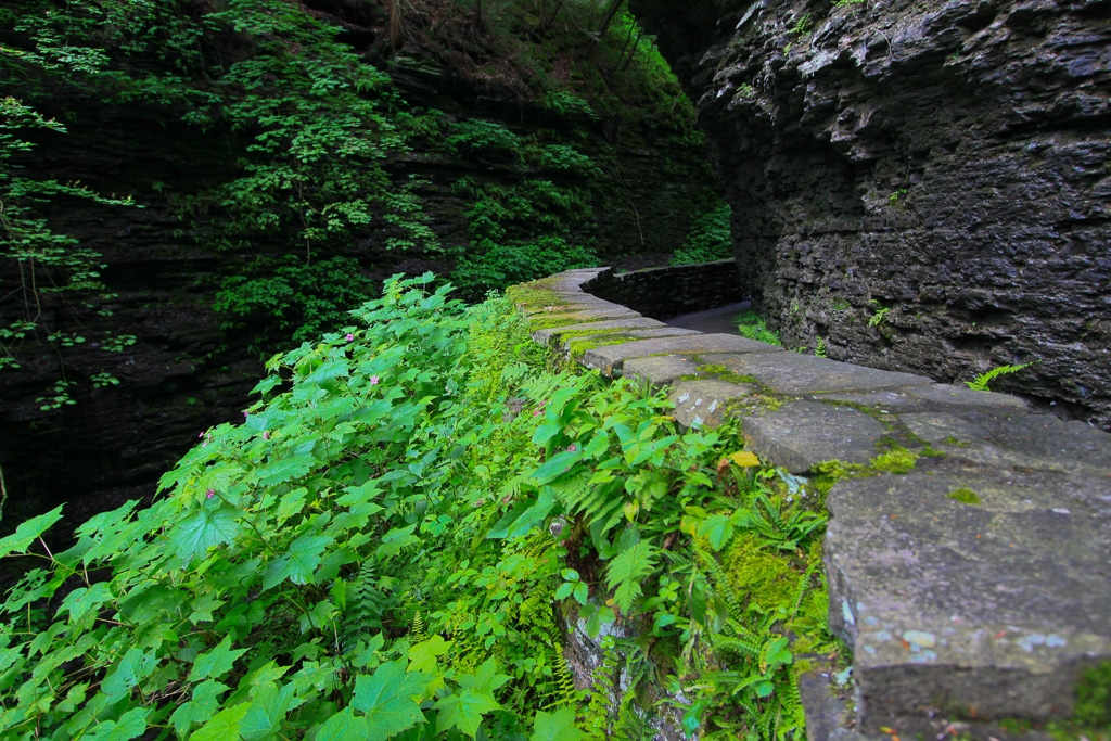 Lush greenery along the Gorge Trail - Watkins Glen State Park, New York