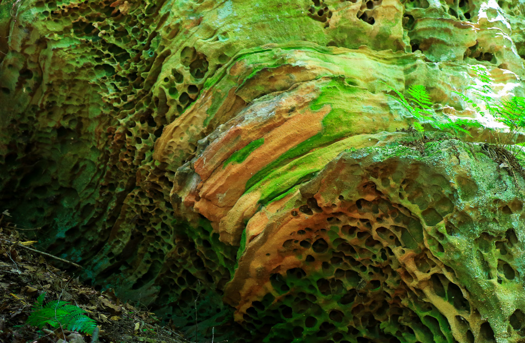 Honeycomb erosion - Hemlock Bridge Trail to Whispering Cave