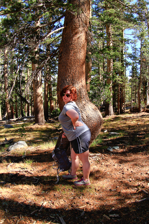 Tree rump - Yosemite National PArk, California 2013